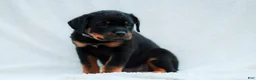 Rottweiler dogs for sale: Rottweiler 6 - Ad 4