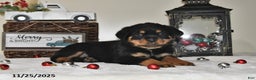Rottweiler dogs for sale: Diana - Ad 2