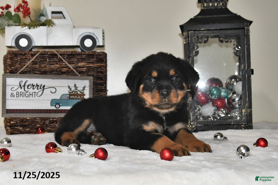 Rottweiler dogs for sale: Diana - Ad 2