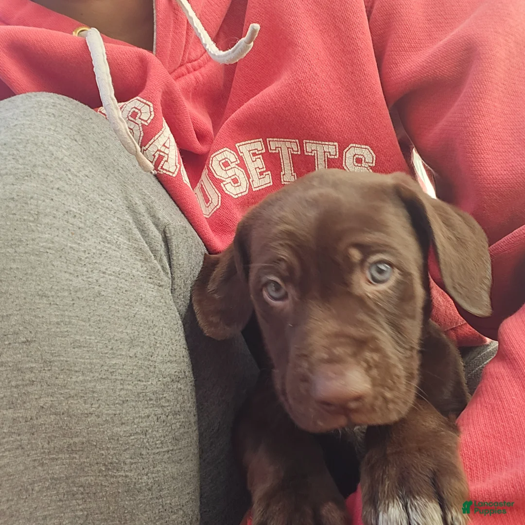 Mixed Breed dogs for sale: Grace - Ad 16