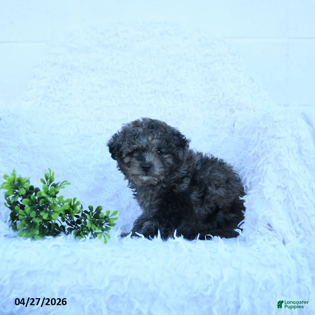 Miniature Poodle dogs for sale: Matilda - Ad 5