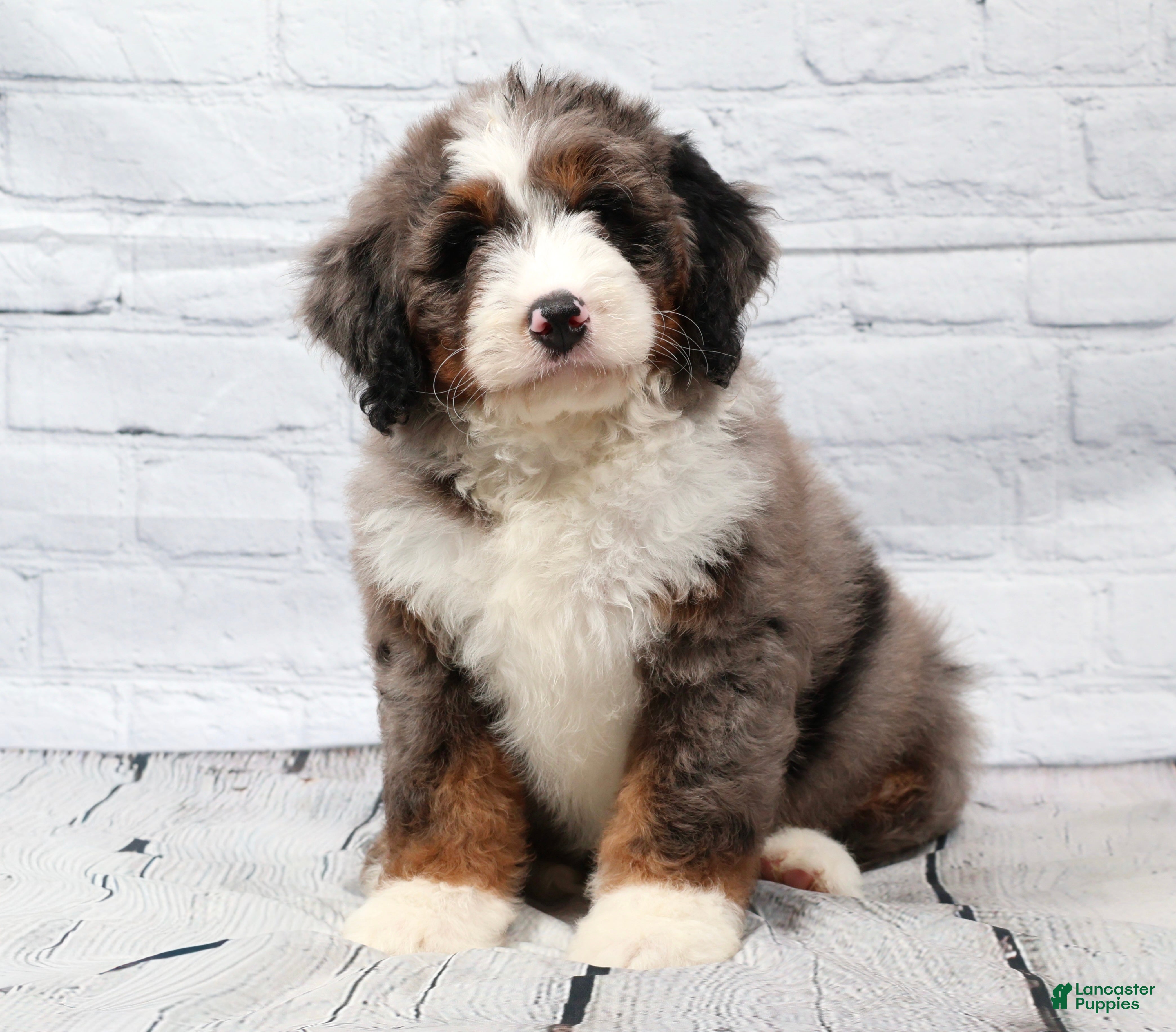 Mini Bernedoodle dogs Frisco  - Ad 2