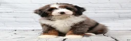 Mini Bernedoodle dogs for sale: Frisco  - Ad 5