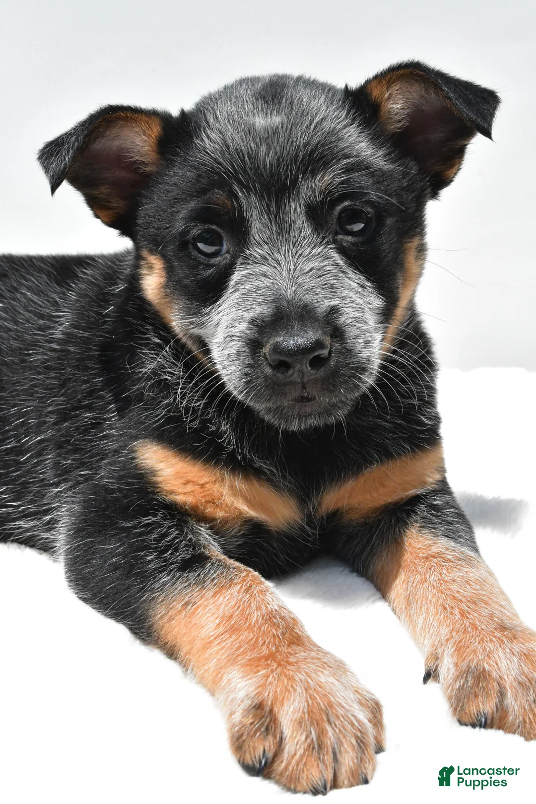 Australian Cattle Dog dogs for sale: Blue Boy - Ad 9
