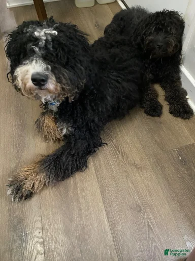 Gallery Image {{count}}