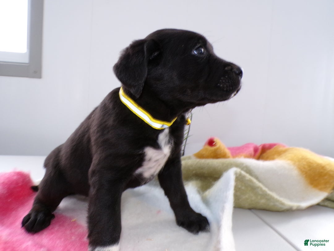 Goldador dogs for sale: Goldador Puppy 5 Salas - Ad 3