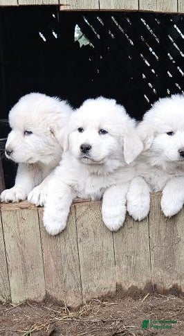 Great Pyrenees dogs Great Pyrenees 1 - Ad 31
