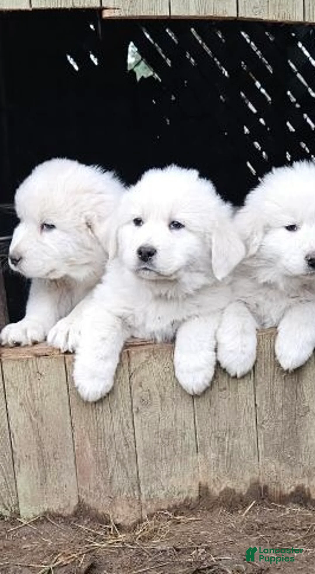 Great Pyrenees dogs for sale: Great Pyrenees 1 - Ad 1