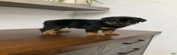 Rottweiler dogs for sale: Rottweiler Puppy 5 - Ad 6