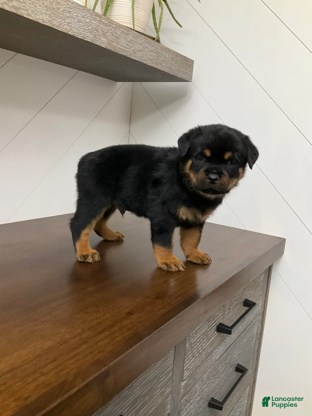 Rottweiler dogs for sale: Rottweiler Puppy 5 - Ad 6