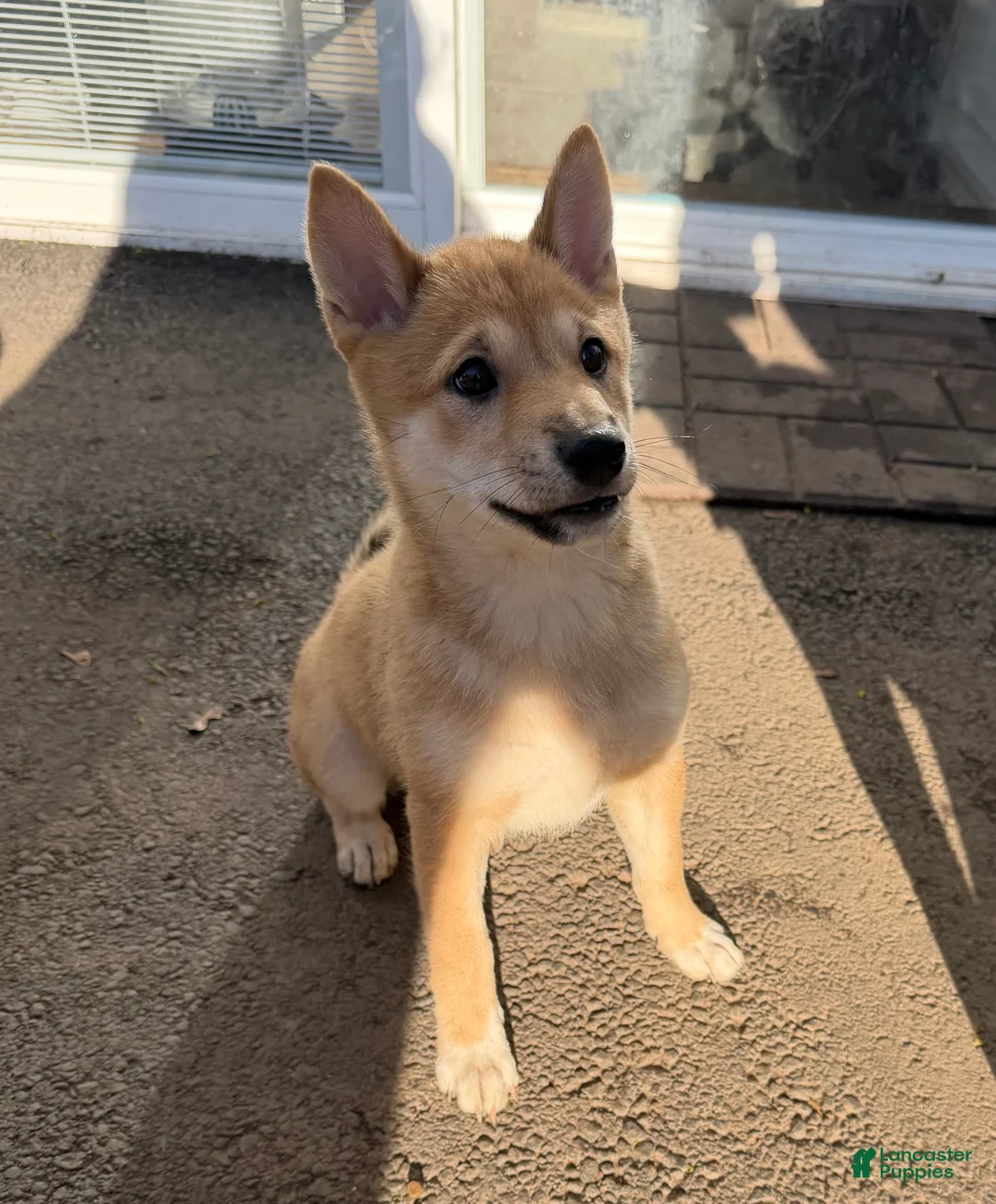 Shiba Inu dogs for sale: Odessa - Ad 1