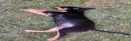 Mixed Breed dogs for sale: Mixed Breed Puppy 1 - Ad 2