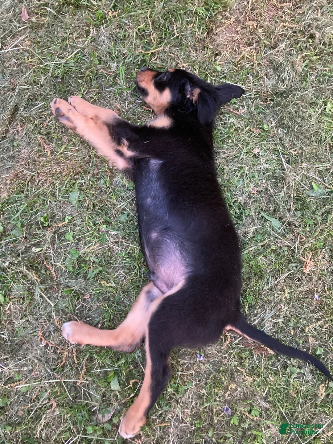 Mixed Breed dogs for sale: Mixed Breed Puppy 1 - Ad 2