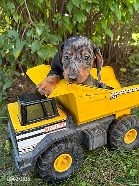 Dachshund dogs Theo - Ad 2