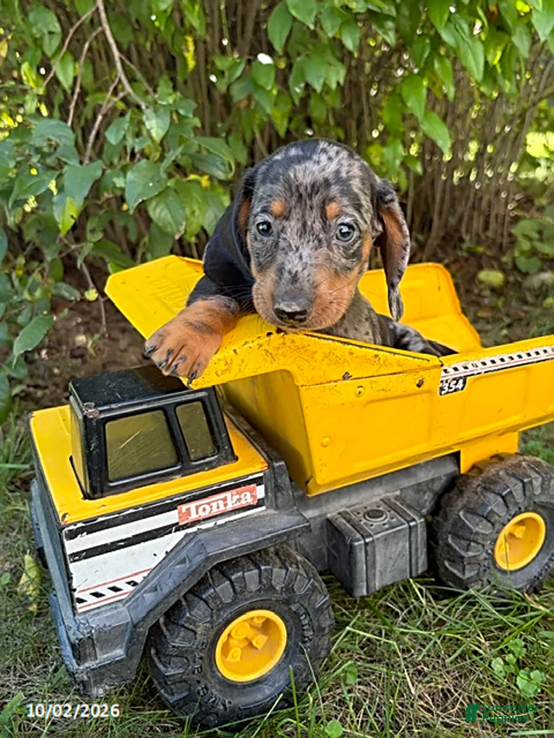 Dachshund dogs for sale: Theo - Ad 2