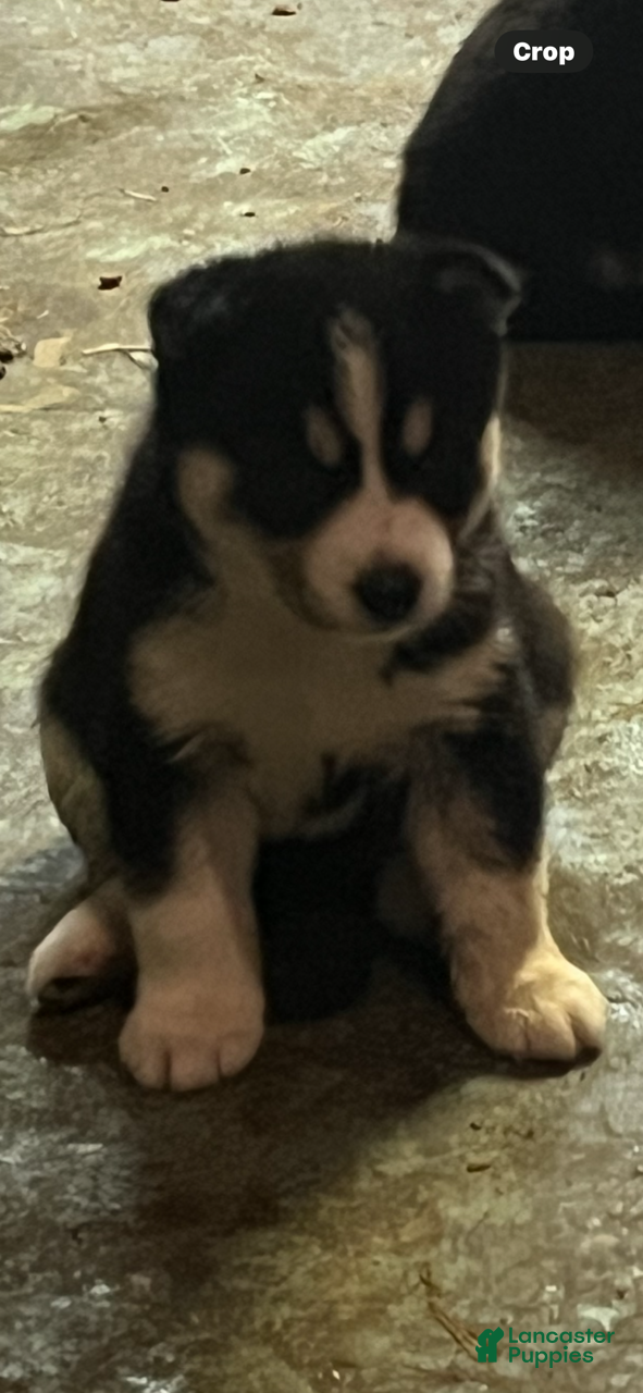Siberian Husky dogs Siberian Husky Puppy 5 - Ad 1