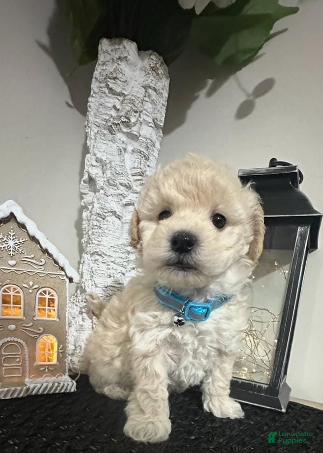 Maltipoo dogs Stella - Ad 28