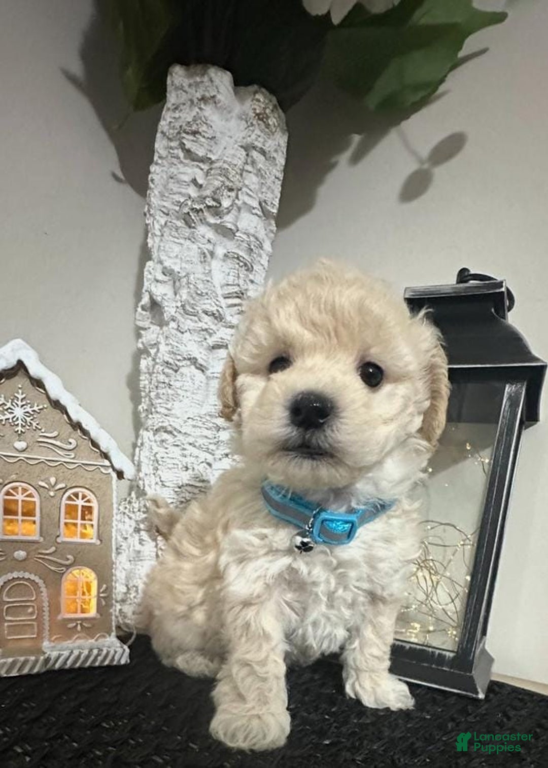 Maltipoo dogs for sale: Stella - Ad 1