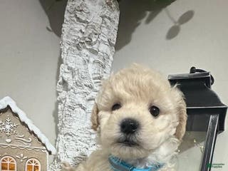 Maltipoo dogs Stella - Ad 24