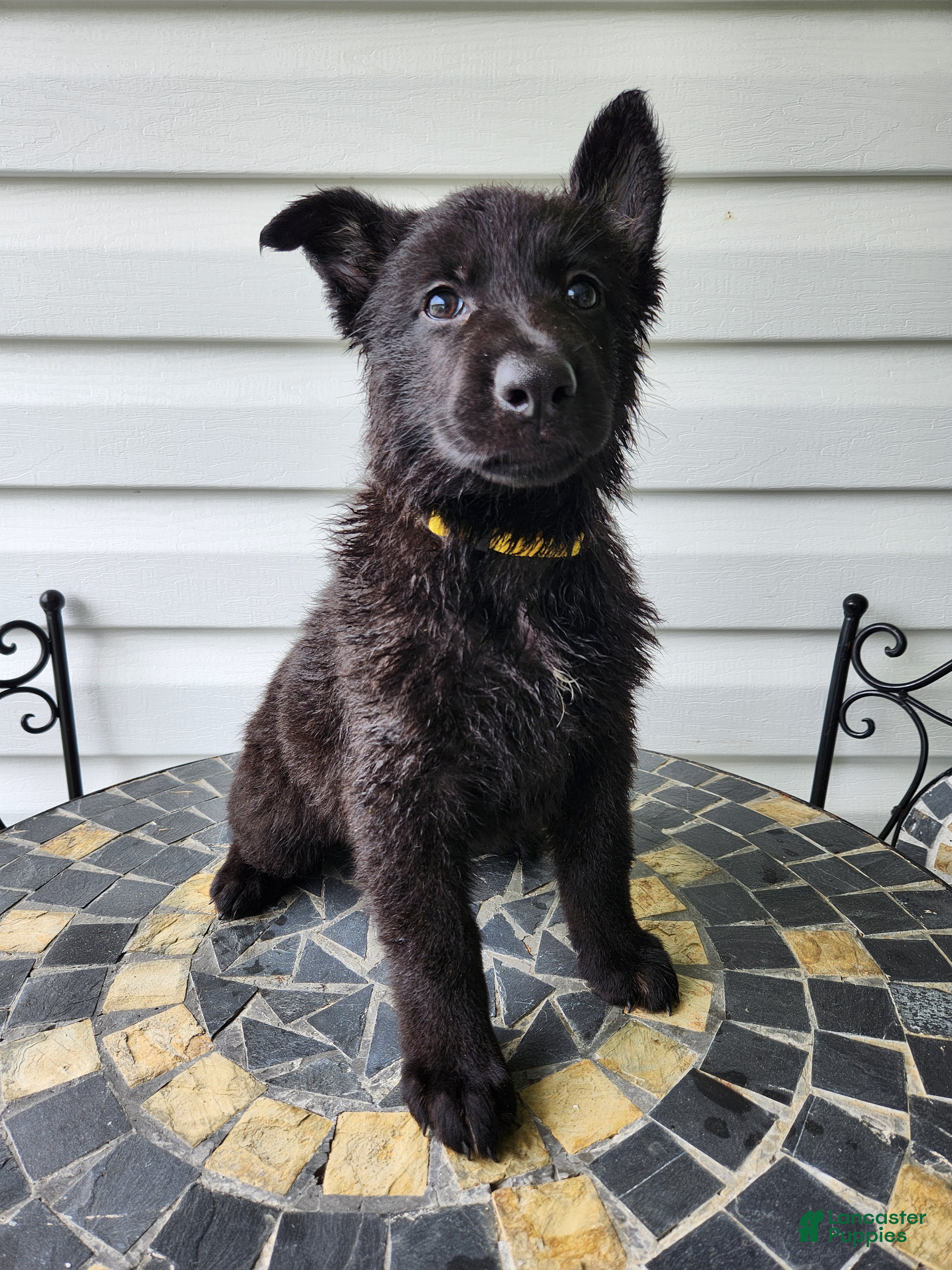 German Shepherd dogs Dixie - Ad 2