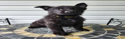 German Shepherd dogs for sale: Dixie - Ad 2