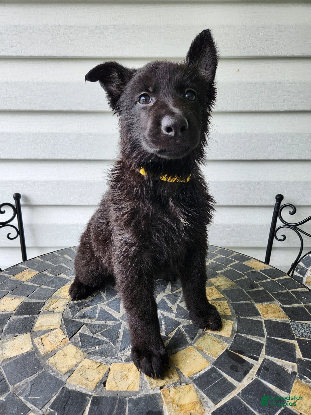 German Shepherd dogs for sale: Dixie - Ad 2