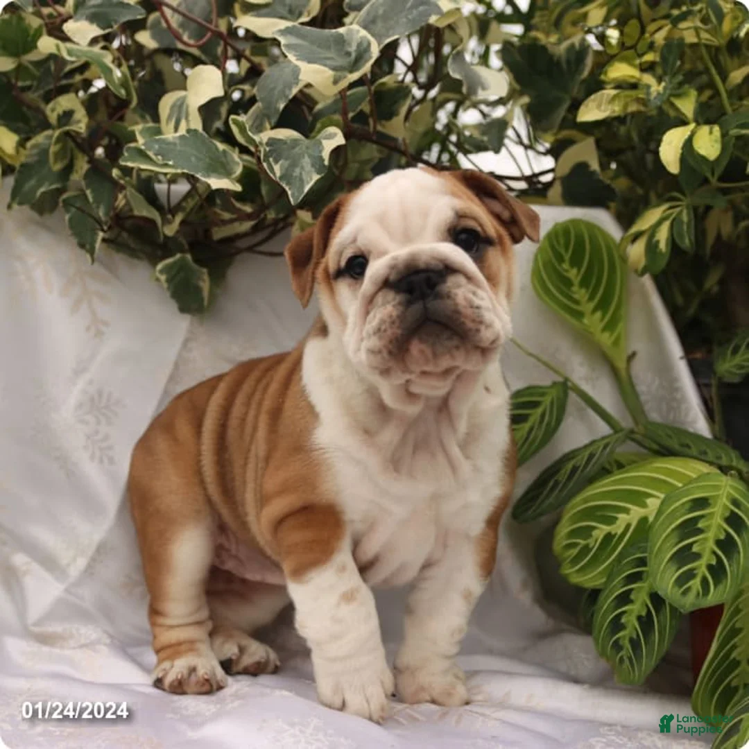 Gallery Image {{count}}