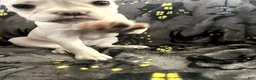 French Bulldog dogs for sale: BonBon - Ad 4