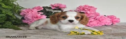 Cavalier King Charles Spaniel dogs for sale: Dolly - Ad 4