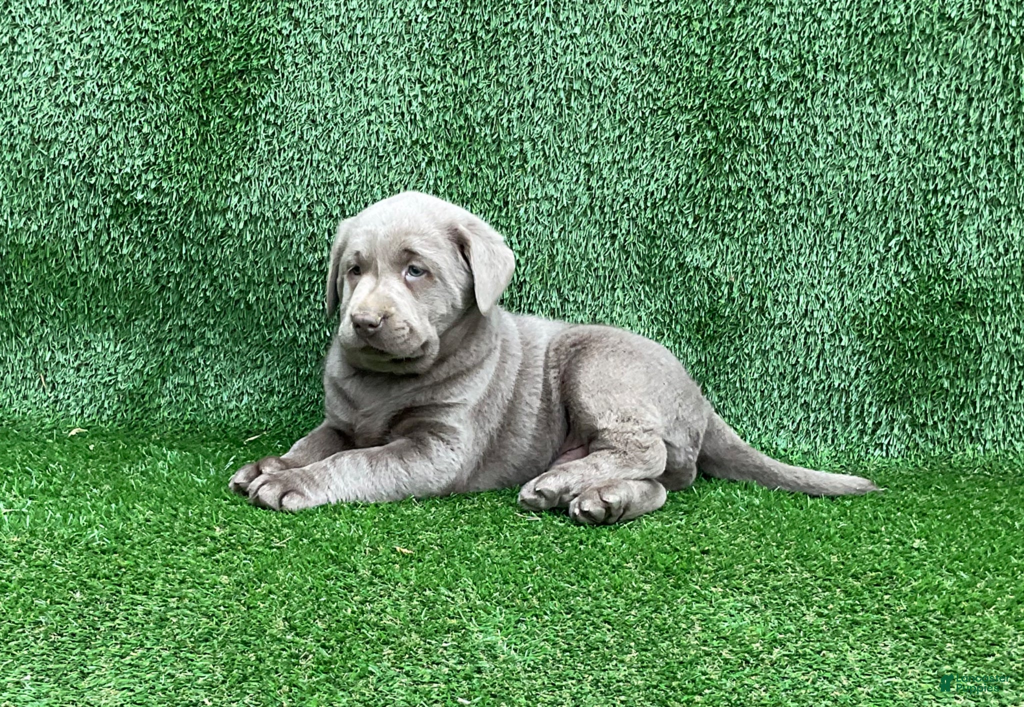 Labrador Retriever dogs Charlie - Ad 2