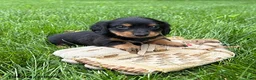 Dachshund dogs for sale: Rune - Ad 1