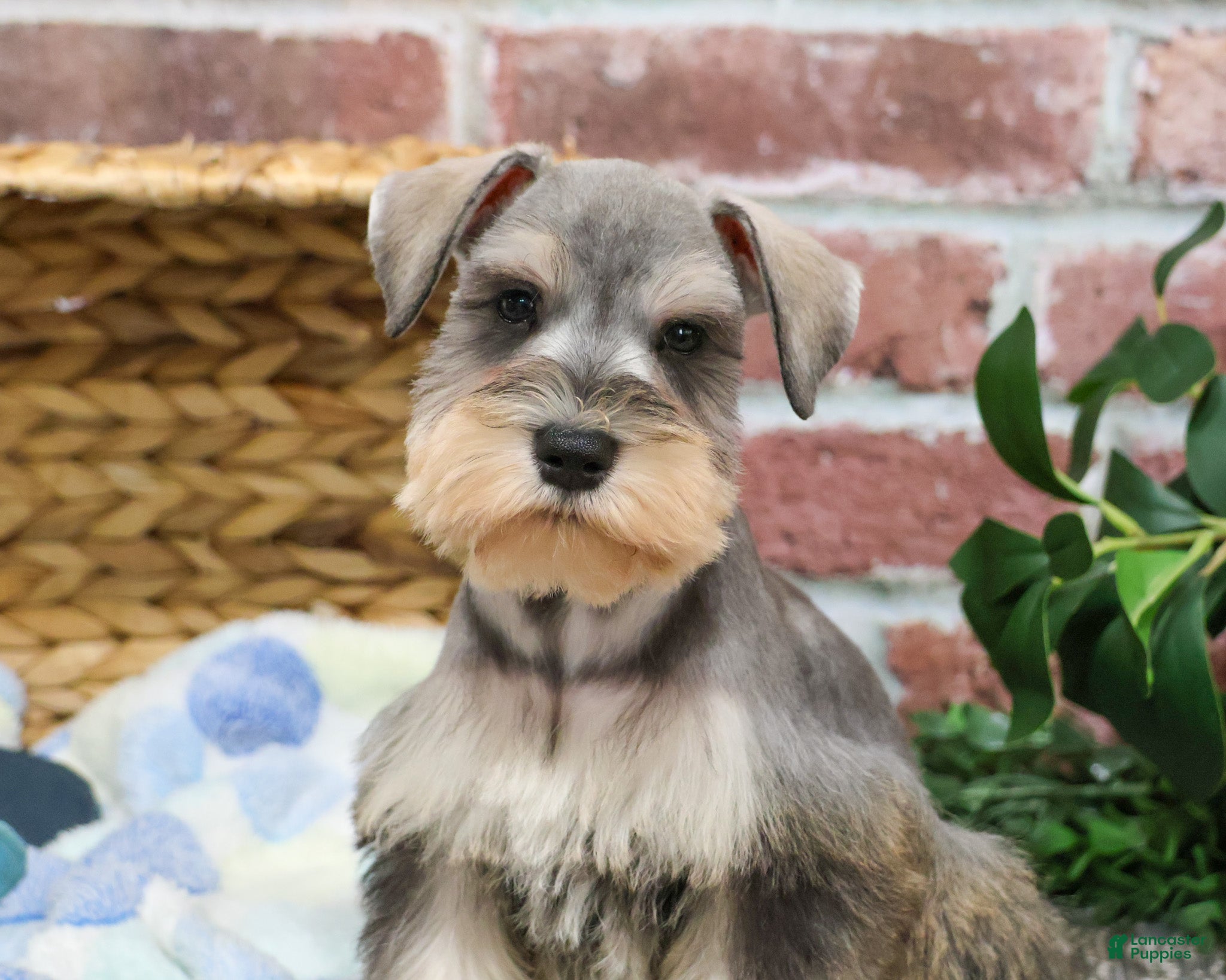 Miniature Schnauzer dogs Trouper  - Ad 39