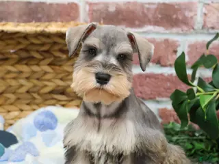 Miniature Schnauzer dogs Trouper - Ad 39
