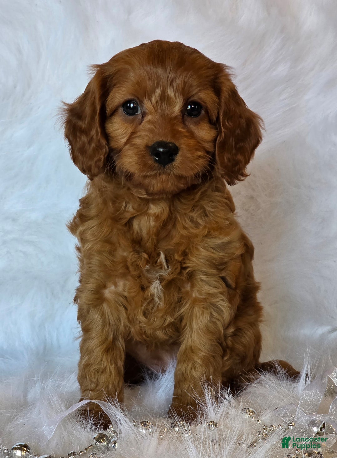Cavapoo dogs for sale: Taylor - Ad 2