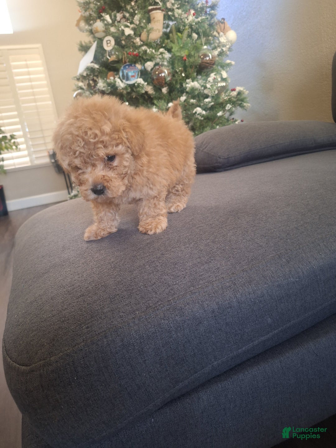 Toy Poodle dogs for sale: Toy Poodle Puppy 2 - Ad 1