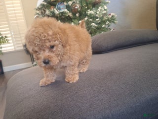 Toy Poodle dogs Toy Poodle Puppy 2 - Ad 25