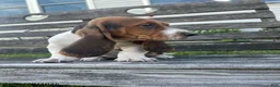 Basset Hound dogs for sale: Jumbo - Ad 3