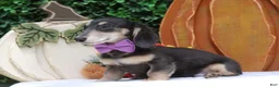 Miniature Dachshund dogs for sale: Miniature Dachshund 2 - Ad 4