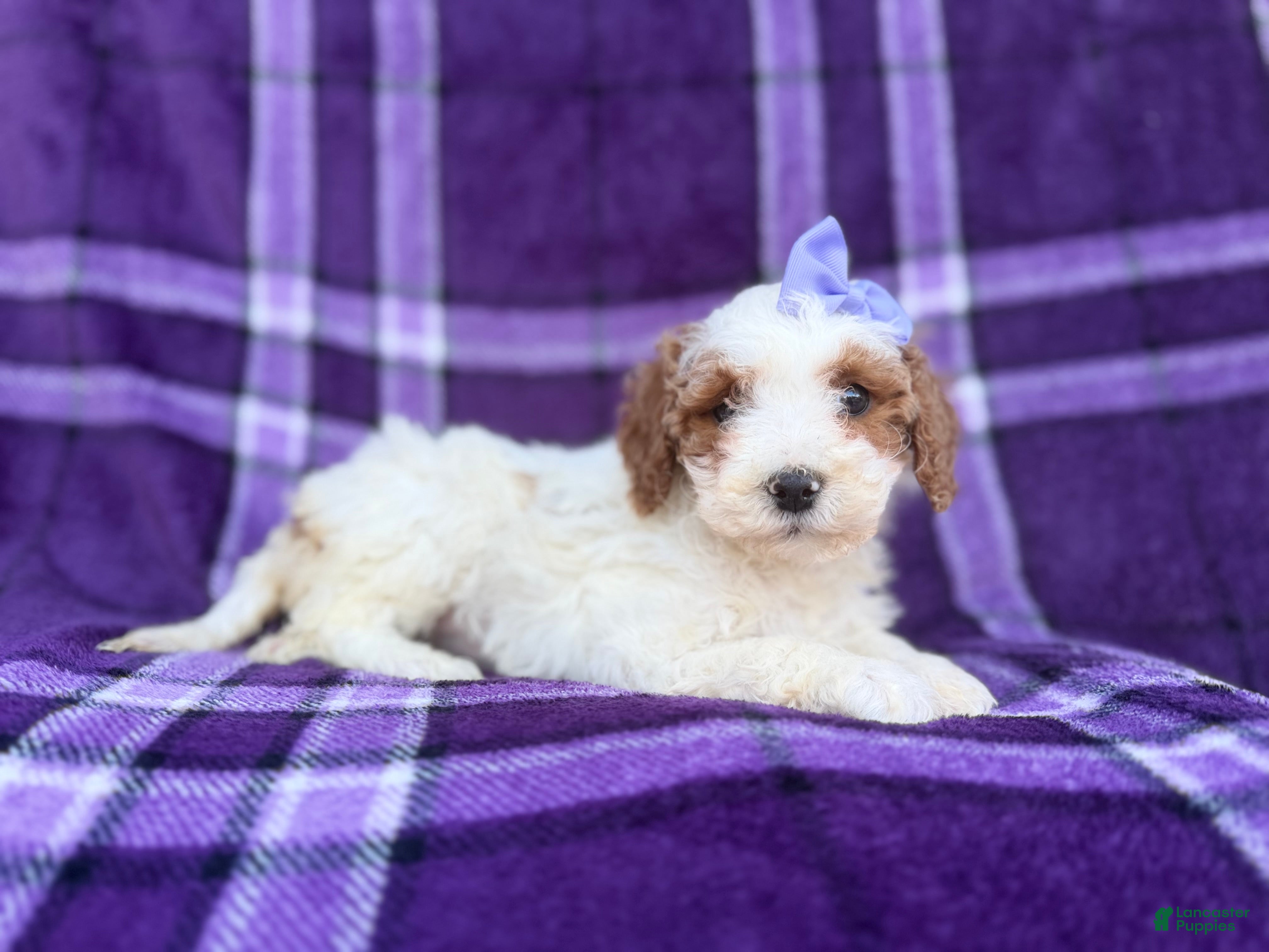 Cavapoo dogs Sapphire  - Ad 41