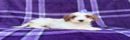 Cavapoo dogs for sale: Sapphire  - Ad 1