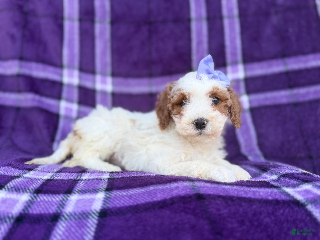 Cavapoo dogs for sale: Sapphire  - Ad 1