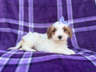 Cavapoo dogs Sapphire - Ad 41
