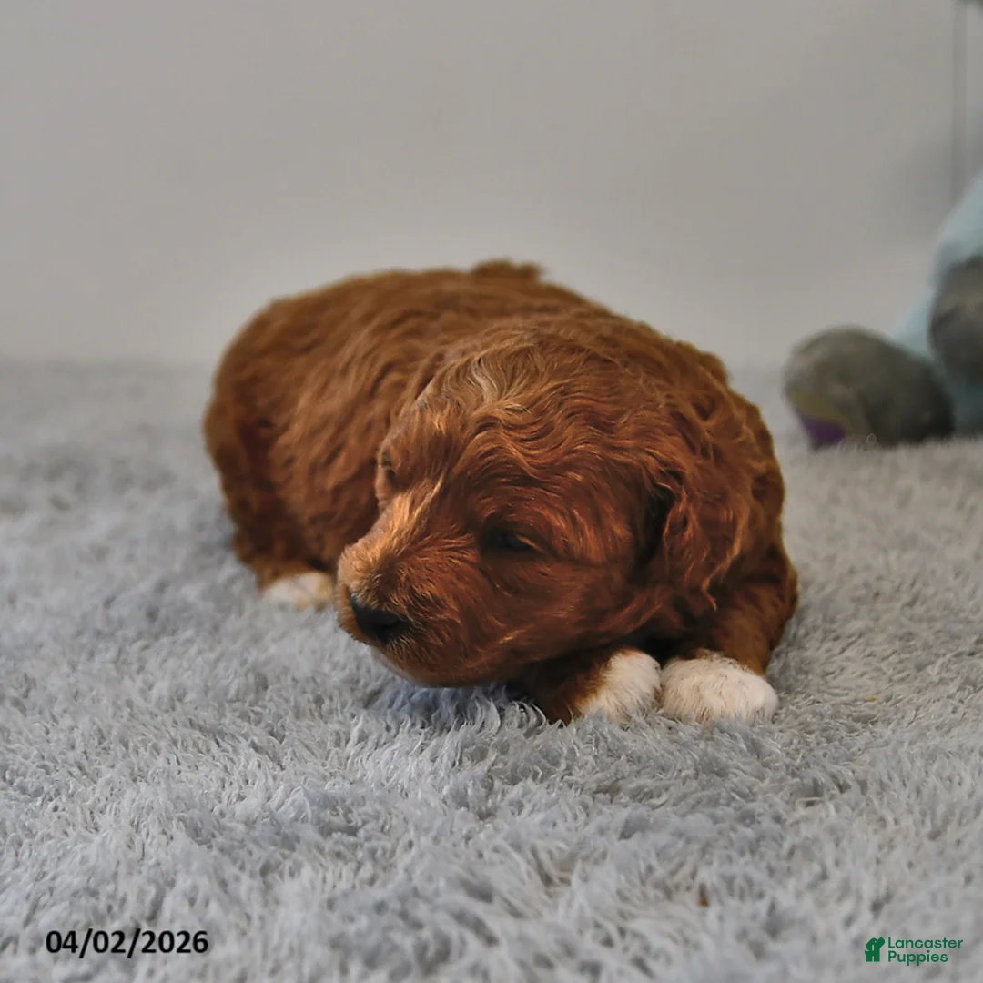 Mini Goldendoodle dogs for sale: Rosebud - Ad 2