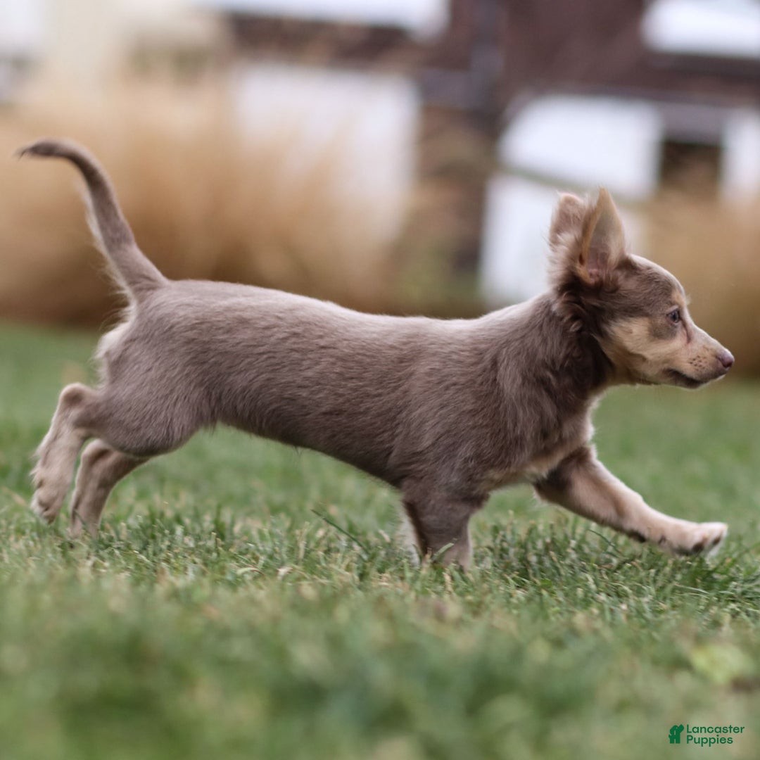 Chihuahua dogs for sale: Pamela - Ad 8