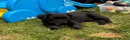 French Bulldog dogs for sale: French Bulldog Male Pup - Ad 8
