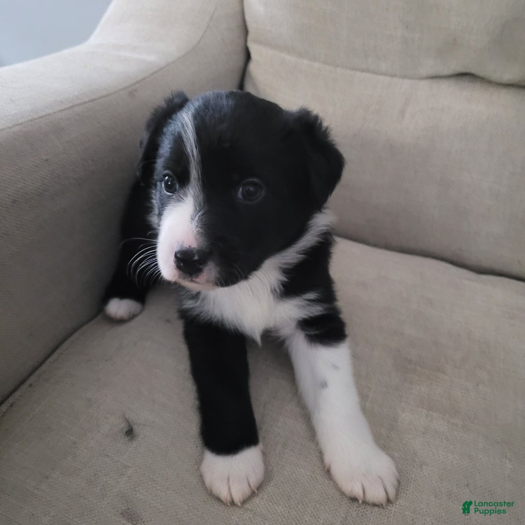 Mixed Breed dogs for sale: Fred - Ad 1