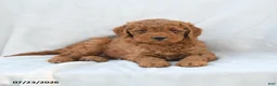 Mini Goldendoodle dogs for sale: Precious - Ad 3