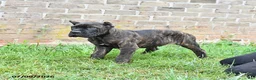 Cane Corso dogs for sale: Dawson - Ad 4