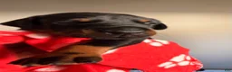 Doberman Pinscher dogs for sale: Maia- Red Collar - Ad 1