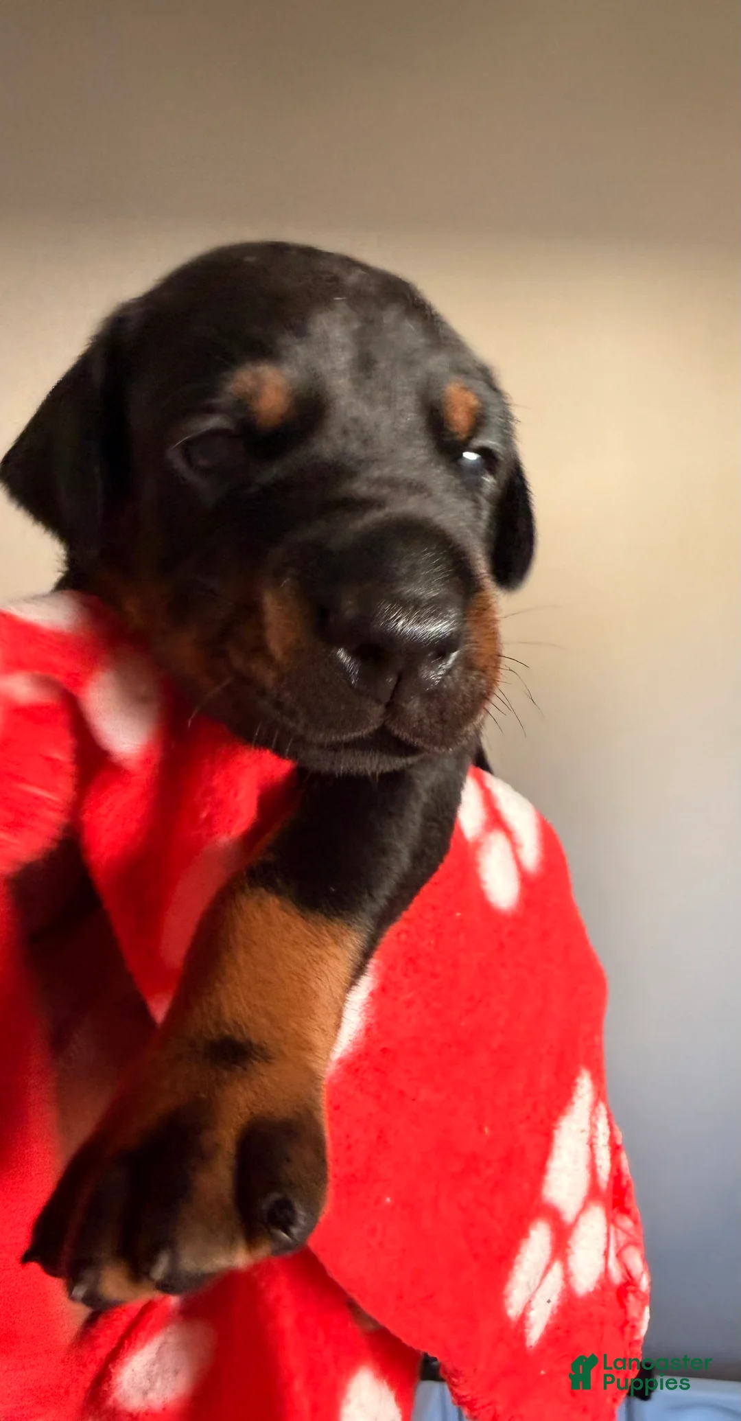 Doberman Pinscher dogs for sale: Maia- Red Collar - Ad 1